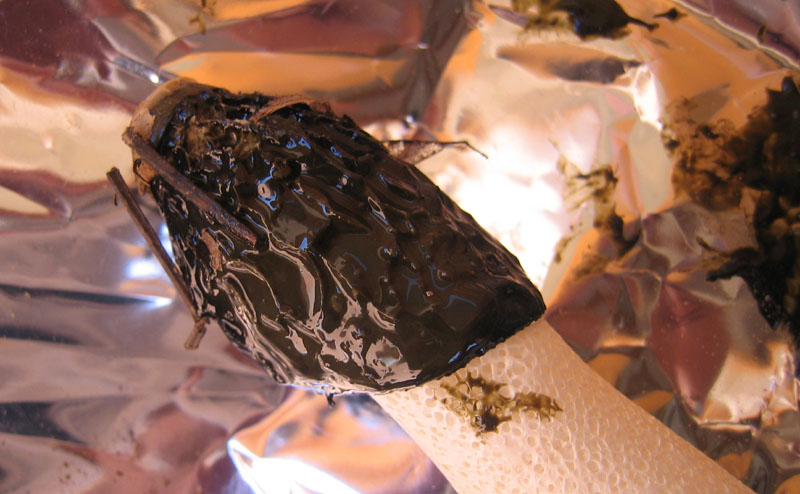 puzzolente, sotto fico - Phallus impudicus